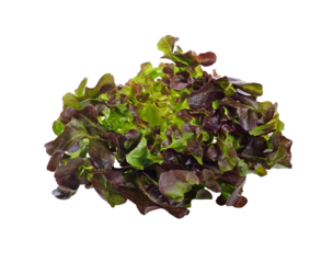 Oak Leaf lettuce transparent png