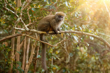 Obraz premium Lemur in its natural habitat: Eastern lesser or Grey Bamboo Lemur, Hapalemur griseus, vulnerable lemur on branch against rays of sun in rainforest of Ranomafana National Park, Madagascar. 