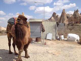 Camel in Cave town, mountain homes houses and rock formations in Zelve Valley, Central Anatolia, Cappadocia, Turkey	
