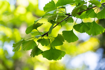 Twig with leaves of the ginkgo biloba tree against the background of a blurred green crown of trees and a blue sky