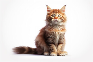 shorthair cat
