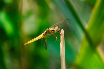 The scarlet dragonfly, scientifically known as Crocothemis erythraea, is an eye-catching creature that captures attention with its vibrant hues and graceful flight, with its slender body.