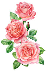 beautiful Pink rose flowers and leaves isolated on white background. Watercolor hand draw flora. Bouquet flowers