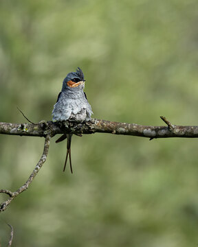 tree swift