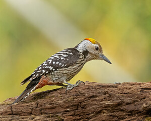 woodpecker
