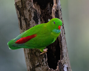 red and green parrot