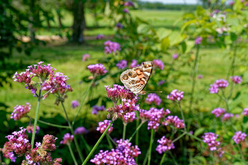 Painted lady butterfly on a flower