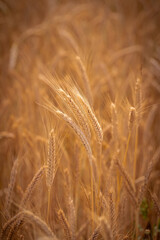 Fototapeta premium Landleben 