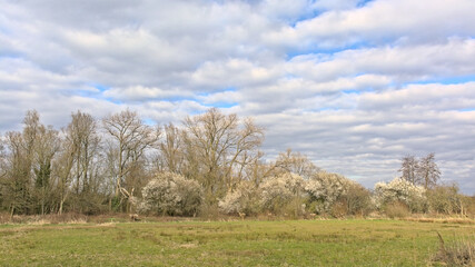 Obraz premium Marsh landscape with meadow with bare trees and bright white flowering hawthorn shrubs under a dark cloudy sky on a spring day in Bourgoyen nature reserve, Ghent, Flanders, Belgium