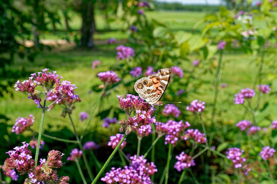Painted lady butterfly on a flower