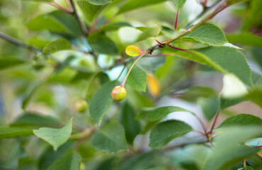 unripe cherries on branches in the garden
