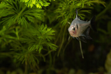 Black tetra aquarium fish in detail.