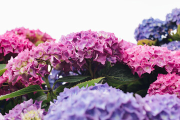Blooming hydrangea in the summer garden. Close-up of a pink and purple hydrangea with a white...