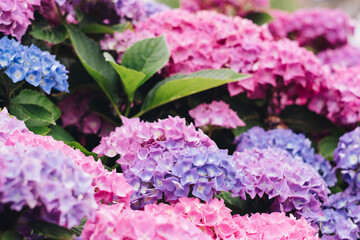 Blooming hydrangea in the summer garden. Close-up of a pink and purple hydrangea with a blurred background. Green leaves among hydrangea flowers.