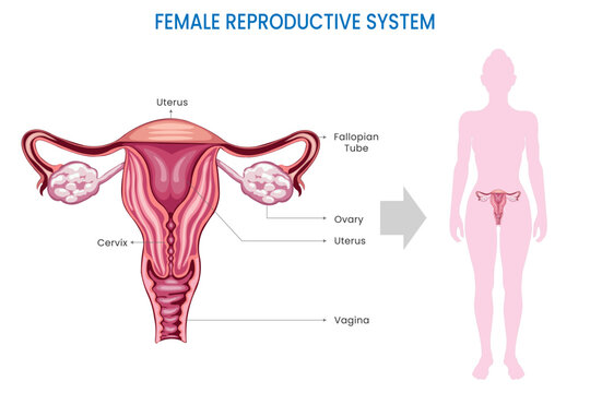 The female reproductive system includes organs such as ovaries, fallopian tubes, uterus, and vagina, facilitating reproduction, hormone production, and menstruation.
