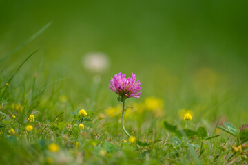 red clover in a green field