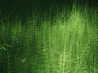 Forest horsetails thickest is the undergrowth 