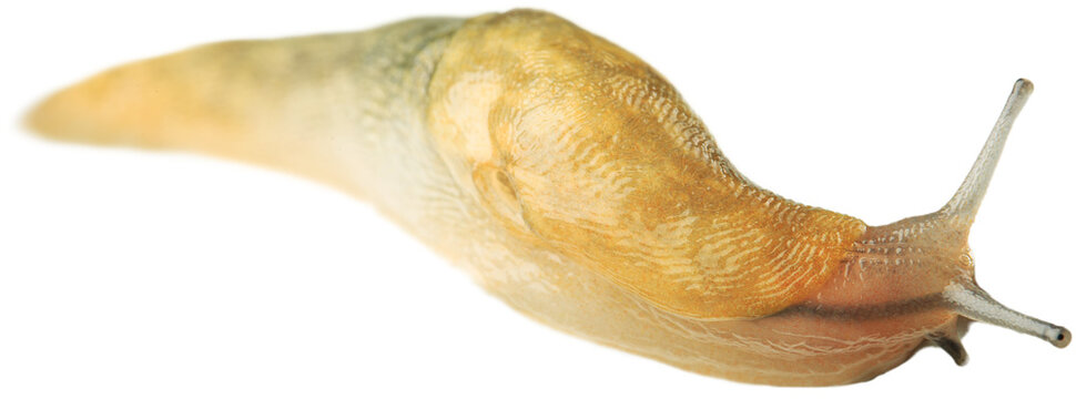 Shell Less Yellow Snails Shell-Less Bilder – Durchsuchen 19,261 Archivfotos, Vektorgrafiken und ...