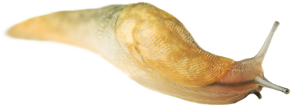 Natural small garden snail on the desk