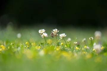 Fototapete Makrofotografie a honey bee on white clover in the sunshine