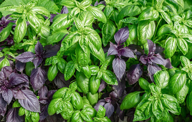 Close-up of purple and green basil growing in a greenhouse, top view. The concept of organic...