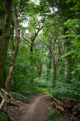Fototapeta premium Trees in the forest