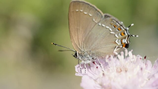 A butterfly with iridescent wings, shimmering in the sunlight, takes off from a purple flower. Macro shot, in slow motion.