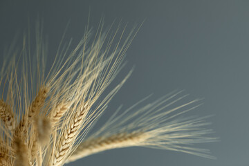 wheat ears filled with grain, cereals on a gray background, the concept of harvesting