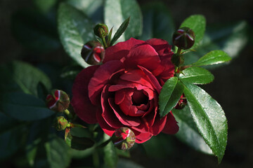 Fototapete bei efototapeten.de bestellen   