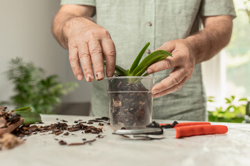 The hands of an adult man are pruned and transplanted indoor phalaenopsis orchids at home. Spring care of the home garden. selective focus - obrazy, fototapety, plakaty