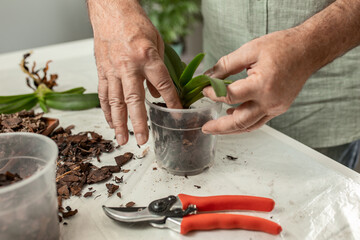 The hands of an adult man are pruned and transplanted indoor phalaenopsis orchids at home. Spring...