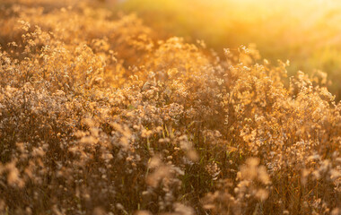 Grass field and light,Grass field on season.
