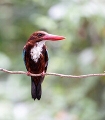 King fisher,Birds and fly.