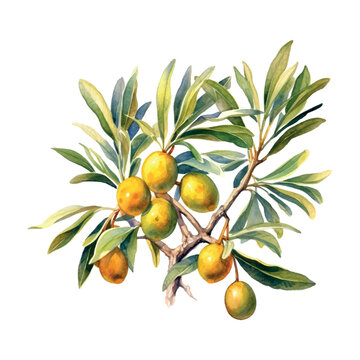 Argan branch watercolor in vintage style on white background.