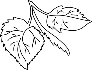 Fall autumn leaves line art. Simple botanical forest coloring page design element.