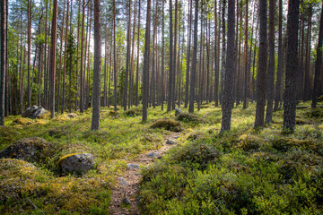 small path going through beautiful green pine tree forest