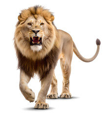 Obraz premium Lion, isolated on transparent background. Generative AI 