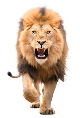 Fototapeta na wymiar Lion, isolated on transparent background. Generative AI 