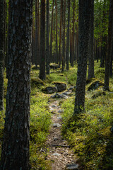 small path going through beautiful green pine tree forest