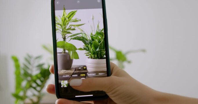 Close-up image of a phone while taking pictures of the green plants in the flower shop. Social Media Manager while making content for social networks, for a flower shop with green plants, with a phone