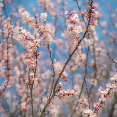 fluffy pastel pink cherry blossoms