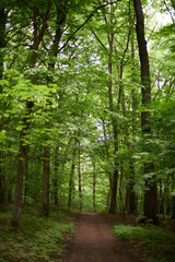 Obraz premium Trees in the forest