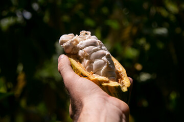 Cocoa pods in an organic cocoa plantation in the Peruvian jungle in the San Martín region, near the city of Tarapoto.