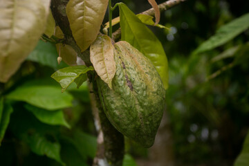 Cocoa pods in an organic cocoa plantation in the Peruvian jungle in the San Martín region, near the city of Tarapoto.