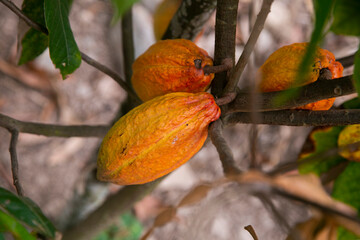 Cocoa pods in an organic cocoa plantation in the Peruvian jungle in the San Mart&iacute;n region, near the city of Tarapoto.