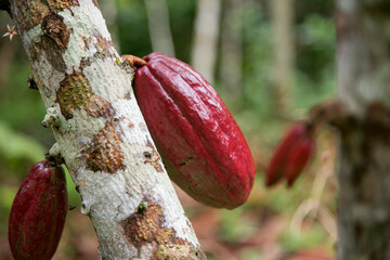 Cocoa pods in an organic cocoa plantation in the Peruvian jungle in the San Martín region, near the city of Tarapoto.