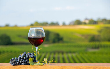 Verre de vin rouge et grappe de raisin noir dans les vignes en france.