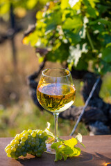 Verre de vin blanc et grappe de raisin au milieu des vignes en automne.