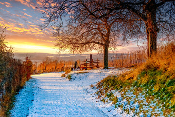 Eiswein, Spätlese, Weinberge, Hessische Bergstrasse, Deutschland 