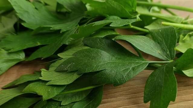 Fresh herb from lovage on a wooden table